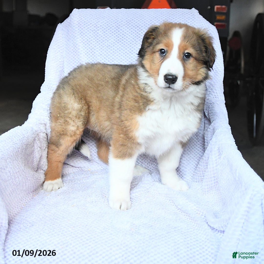 Mixed Breed dogs for sale: Bubbles - Ad 3