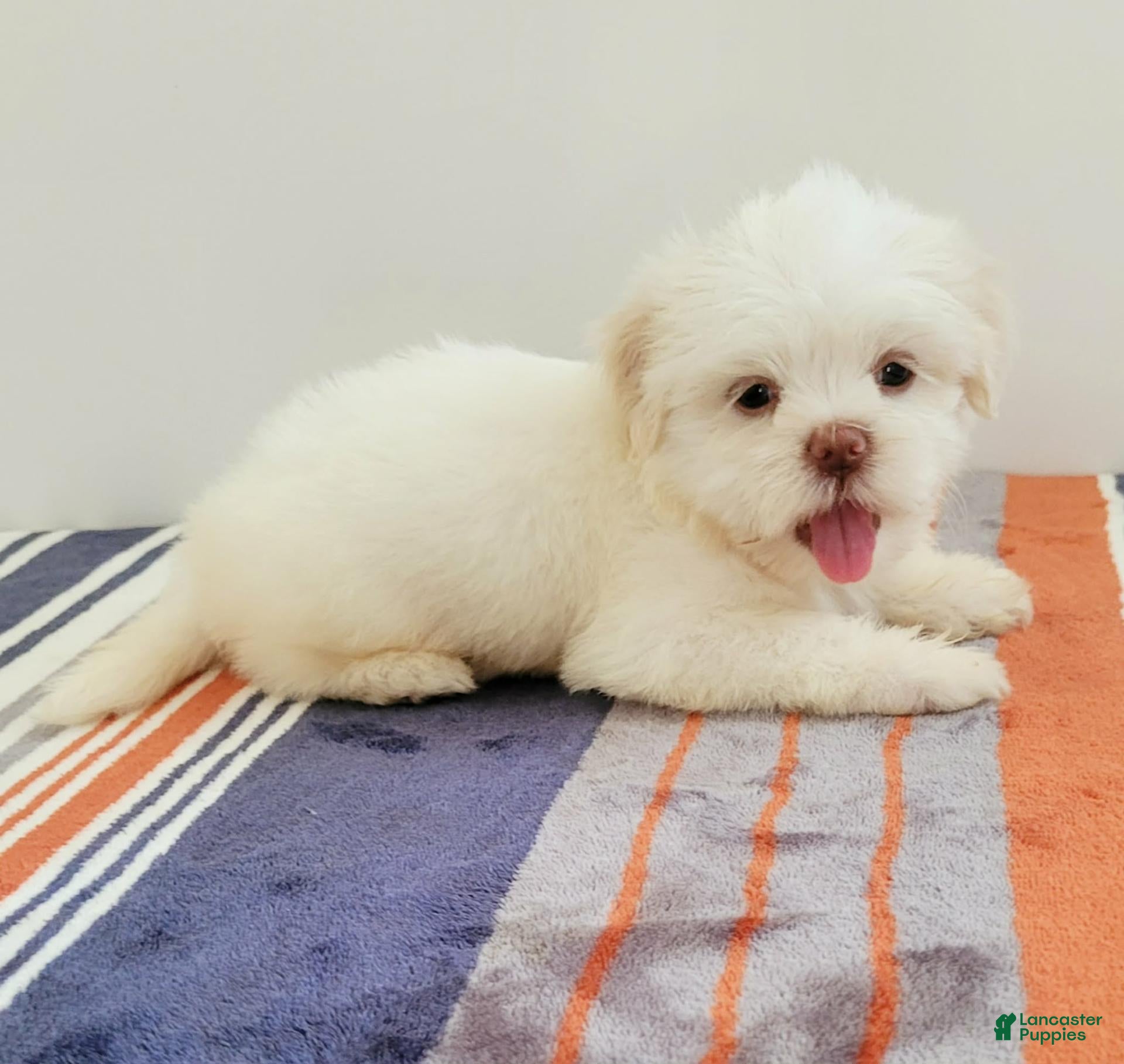 Shih Tzu dogs Shih Tzu 4 - Ad 2