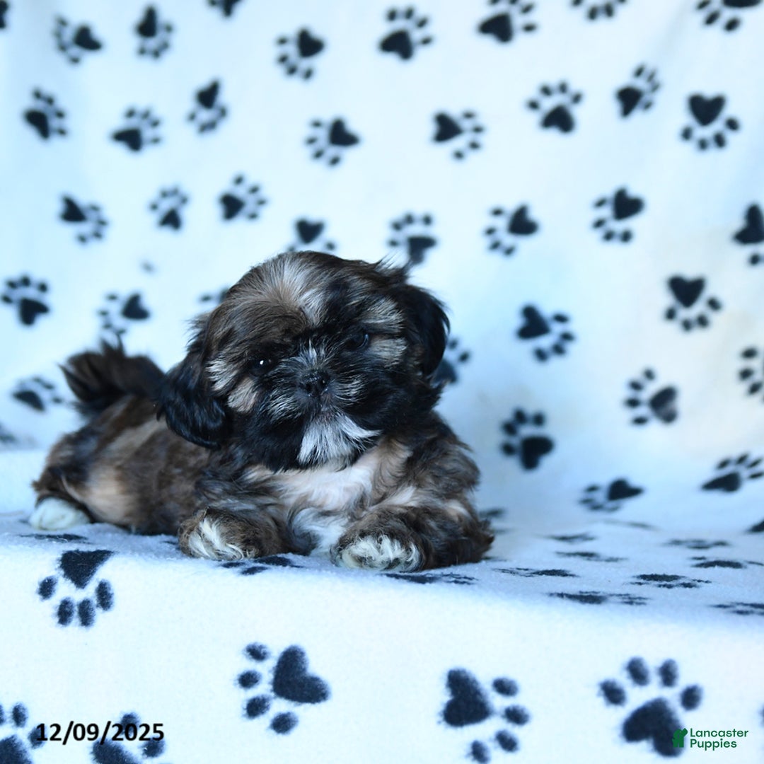 Shihpoo dogs for sale: Malcolm - Ad 3