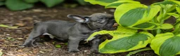 French Bulldog dogs for sale: Easton - Ad 3