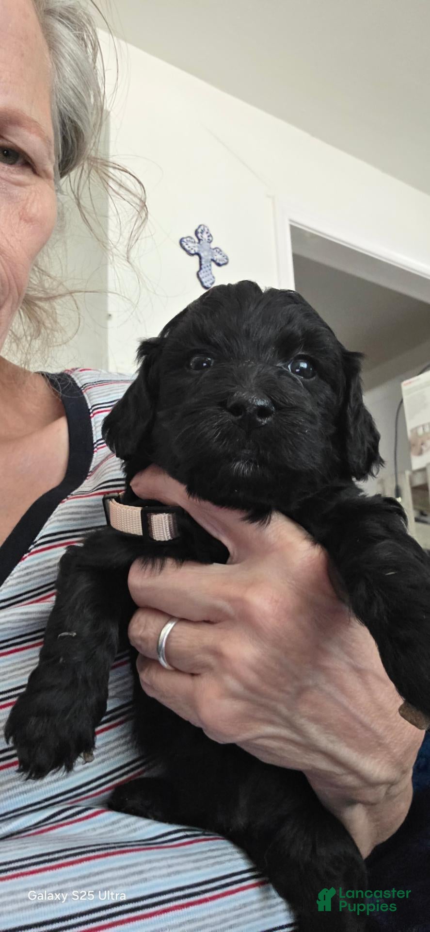 Mini Goldendoodle dogs Mini Goldendoodle 1 - Ad 1