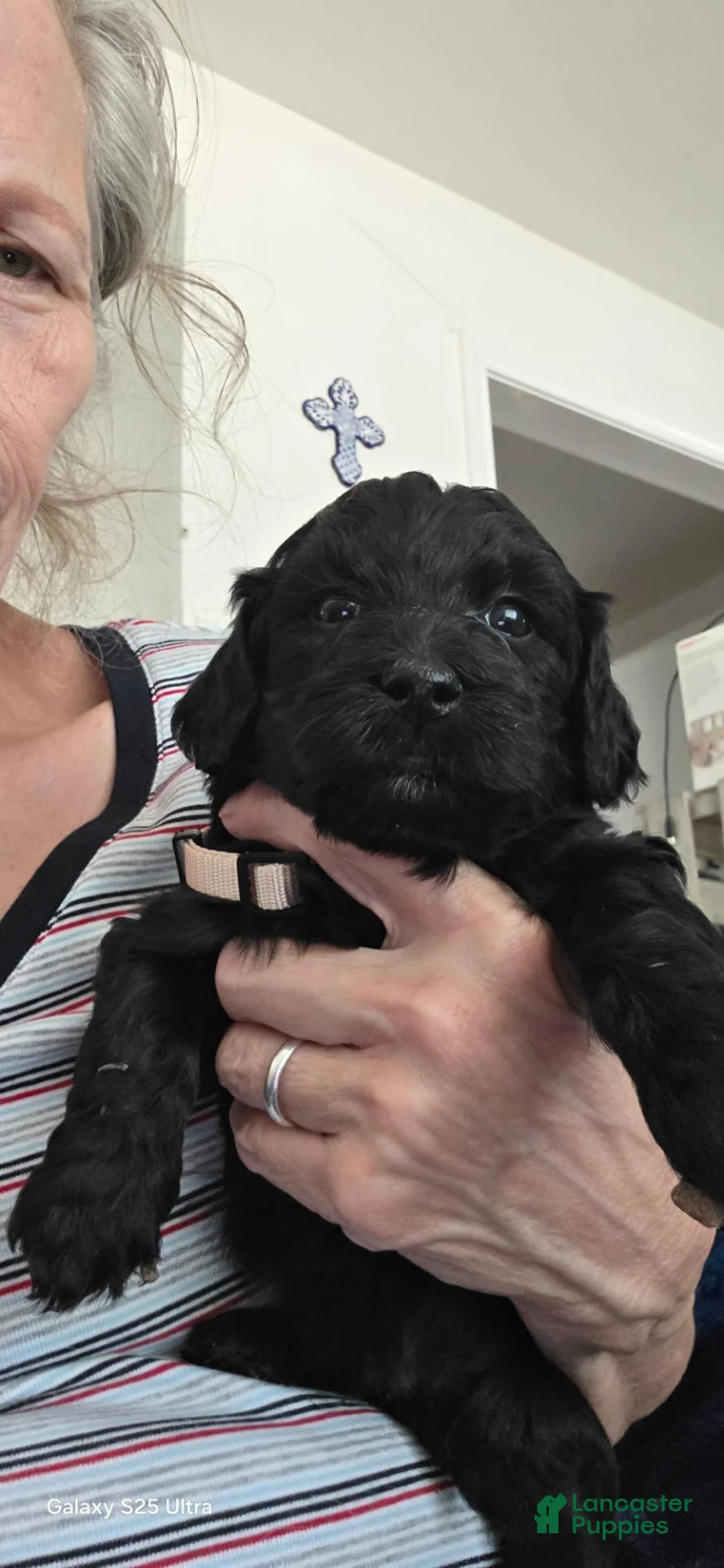 Mini Goldendoodle dogs for sale: Mini Goldendoodle 1 - Ad 1
