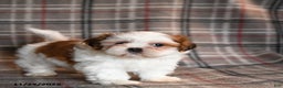 Shih Tzu dogs for sale: Hunter - Ad 3