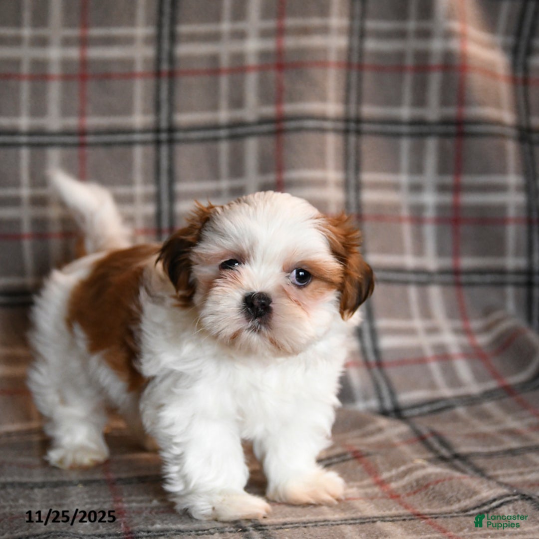 Shih Tzu dogs for sale: Hunter - Ad 3