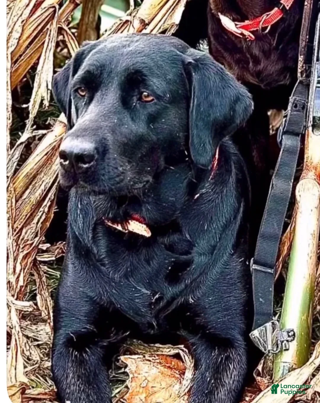 Labrador Retriever dogs for sale: Labrador Retriever 5 - Ad 2