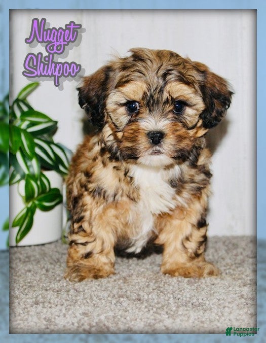 Shihpoo dogs Nugget - Ad 1