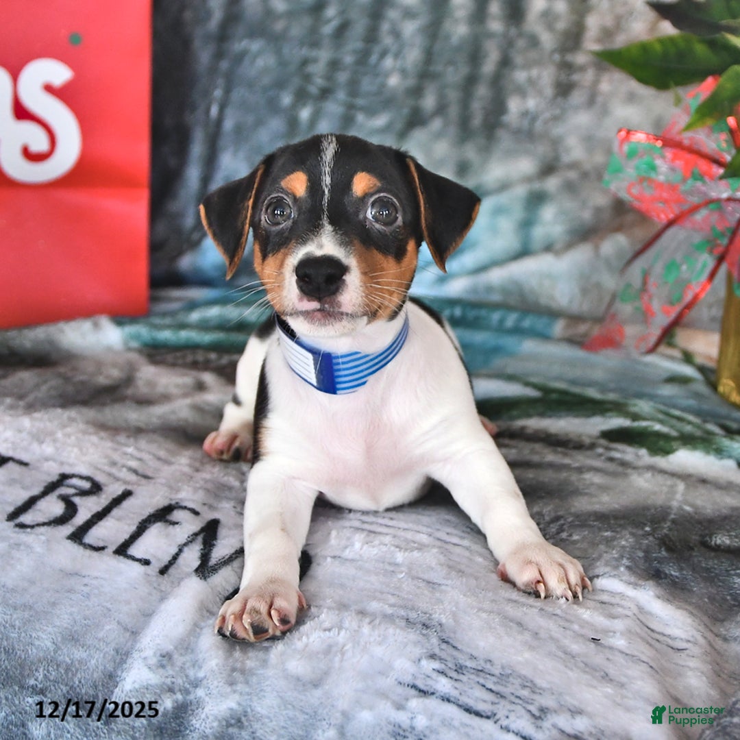 Jack Russell Terrier dogs for sale: Rascal - Ad 4
