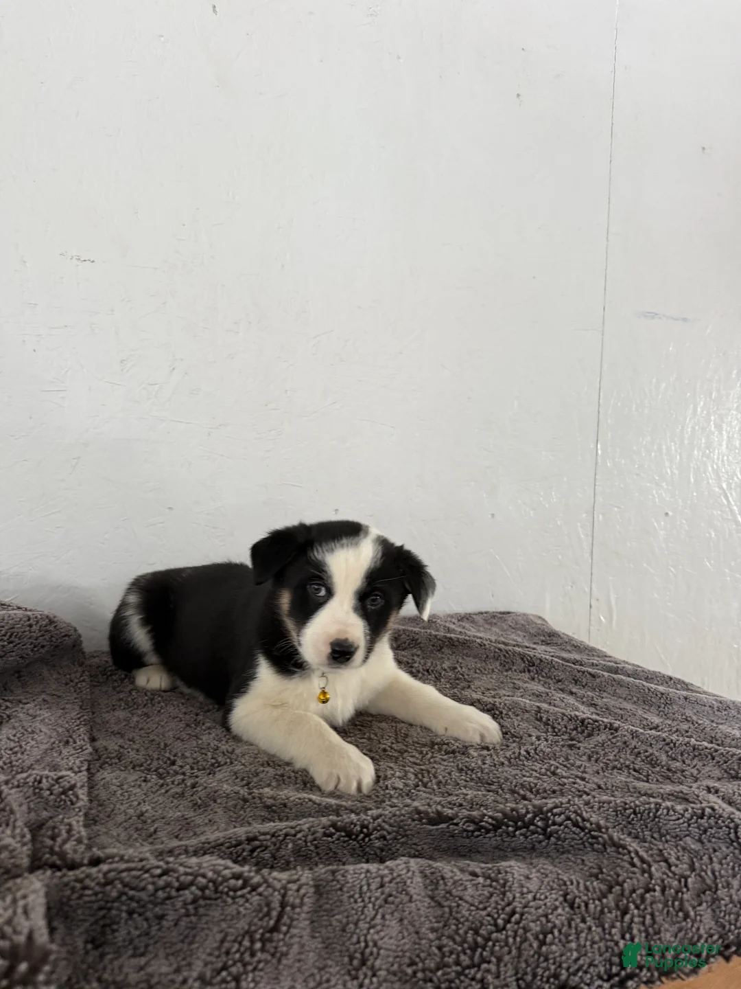Mixed Breed dogs for sale: Panda - Ad 8