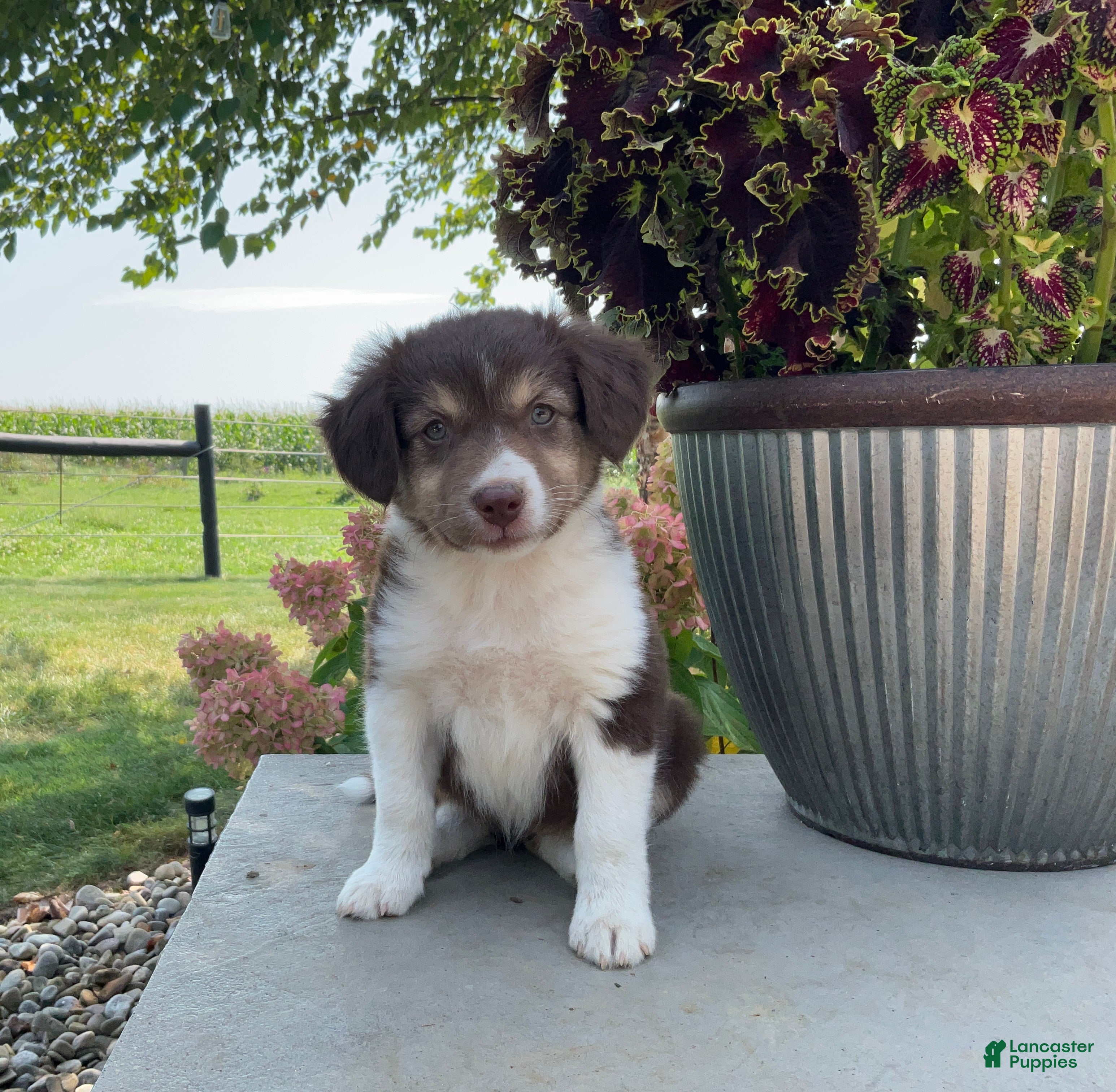 Mixed Breed dogs Michelle - Ad 1
