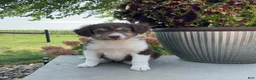Mixed Breed dogs for sale: Michelle - Ad 1