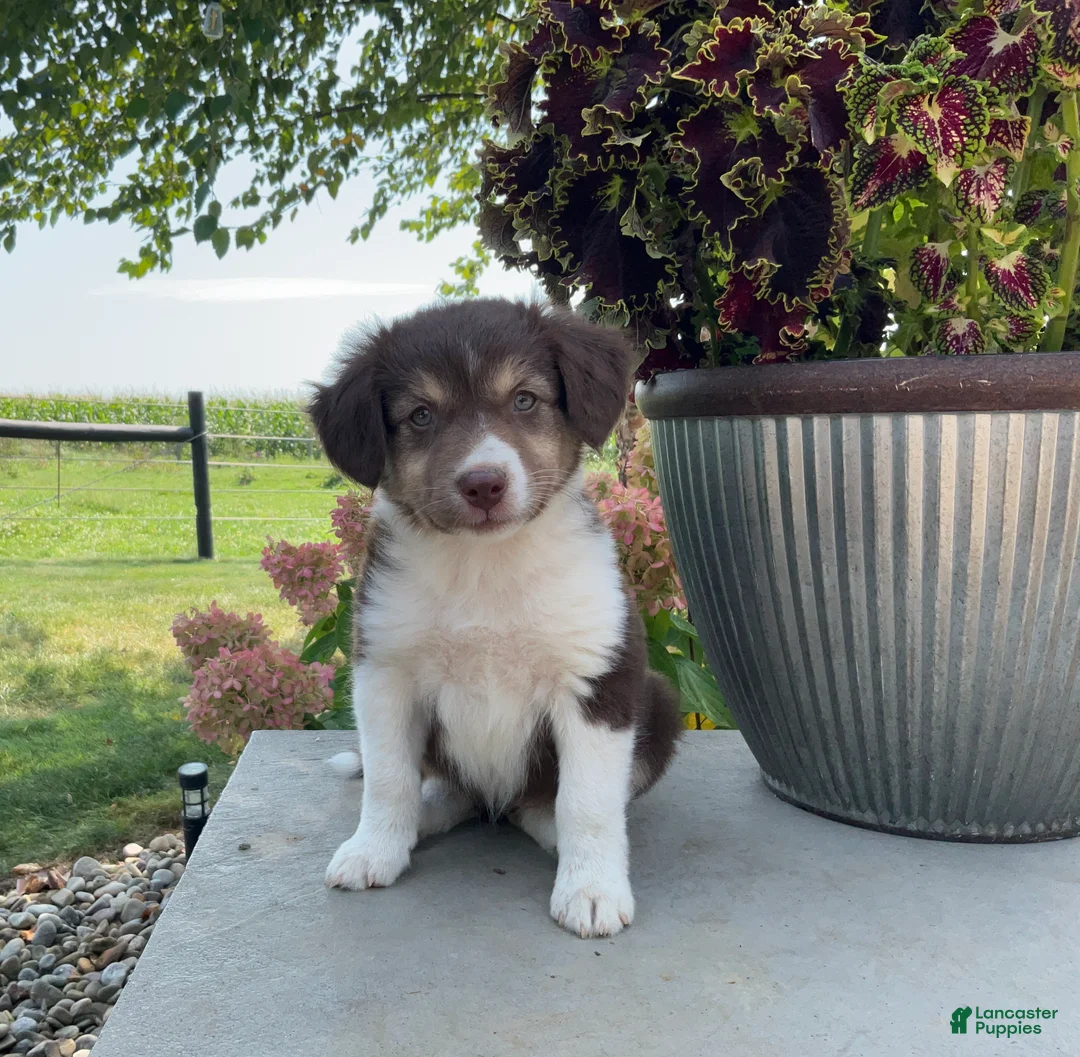 Mixed Breed dogs for sale: Michelle - Ad 1
