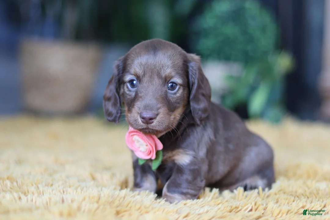 Miniature Dachshund dogs for sale: Bagel - Ad 5