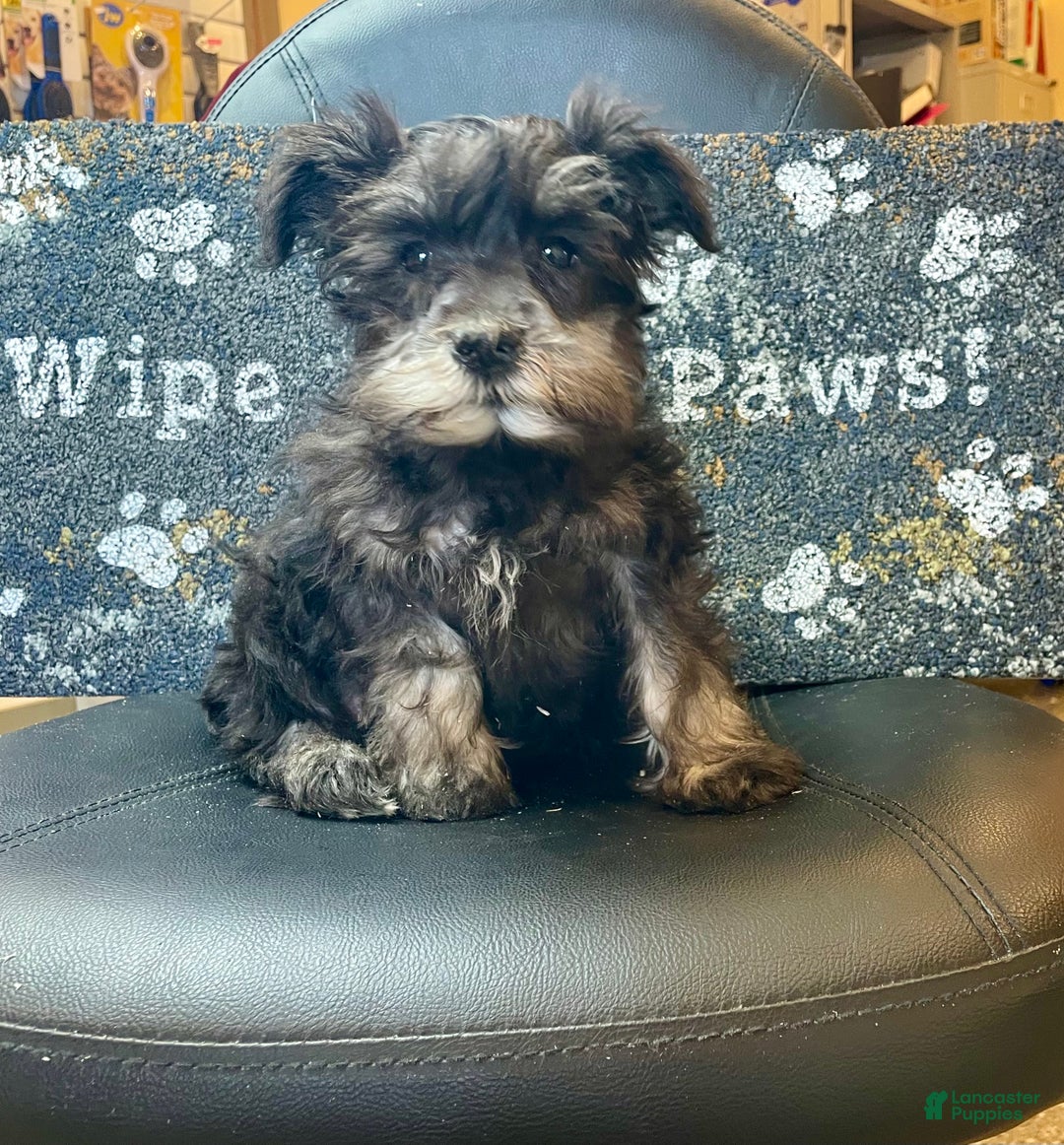 Miniature Schnauzer dogs for sale: Orpha - Ad 1