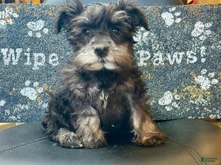 Miniature Schnauzer dogs Orpha - Ad 36