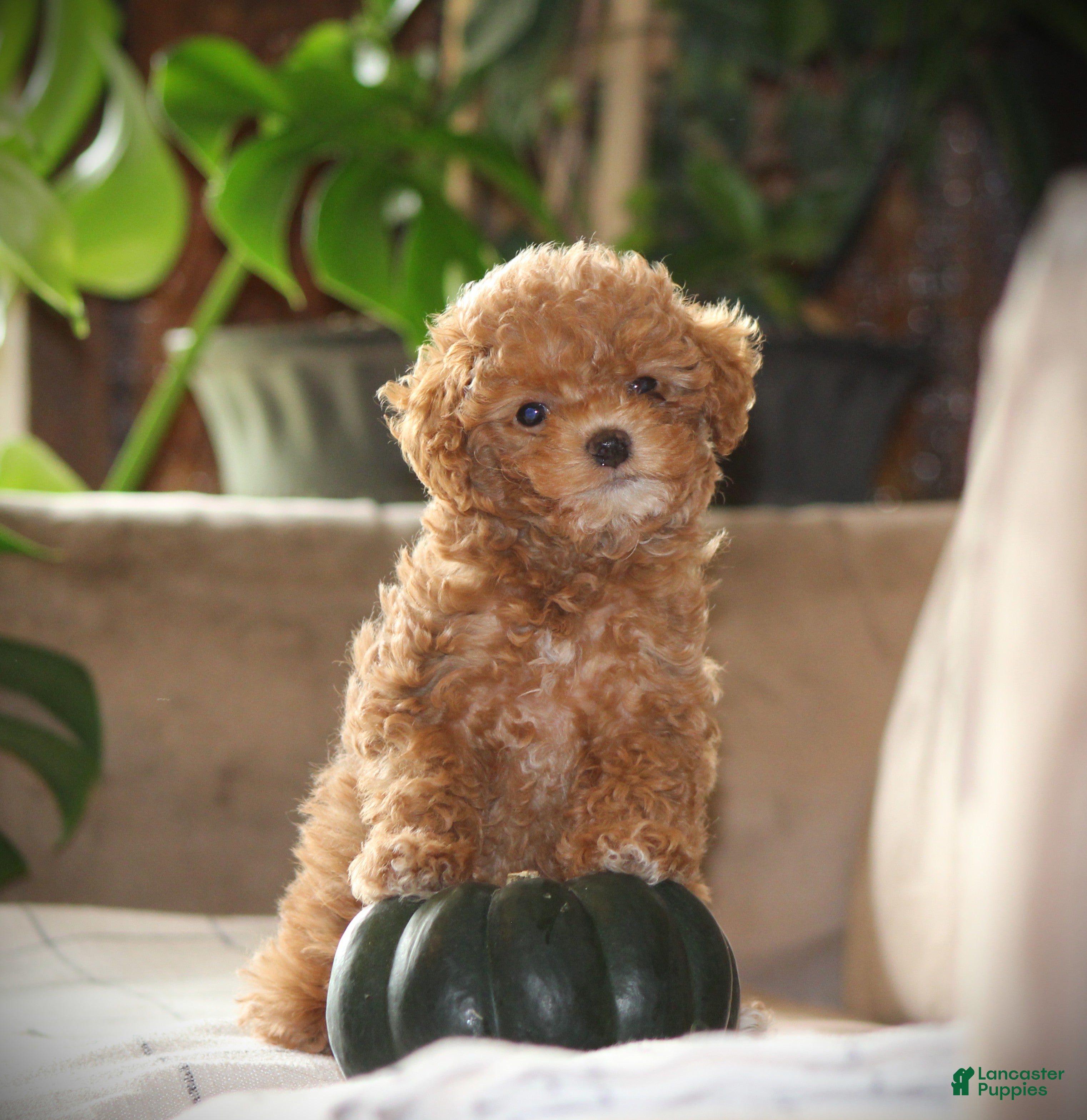 Toy Poodle dogs for sale: Sahara - Ad 2