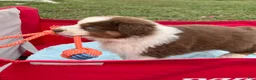 Australian Shepherd dogs for sale: Cutie - Ad 7