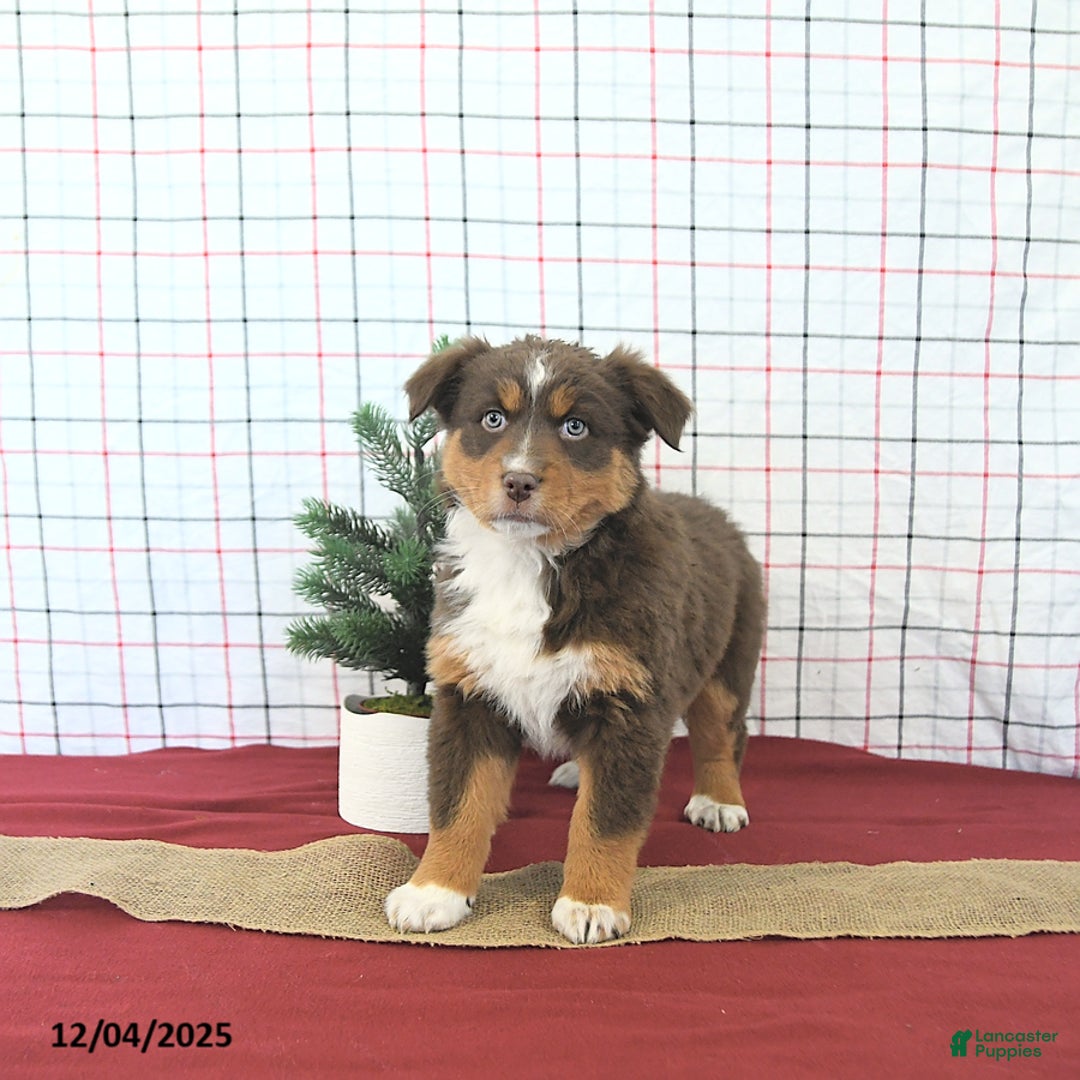 Australian Shepherd dogs for sale: Tinsel - Ad 2