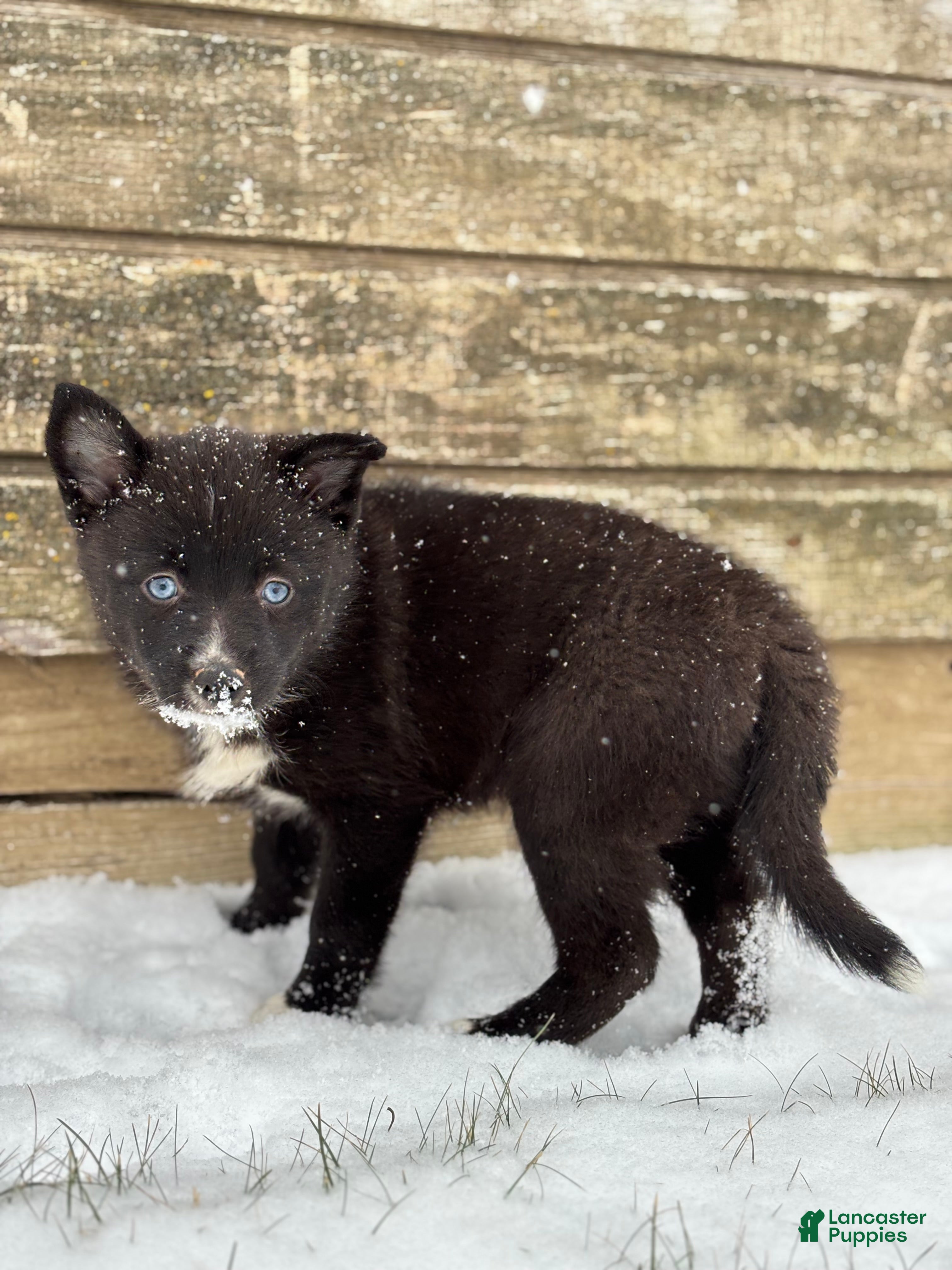 Pomsky dogs Grant - Ad 4