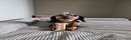 Miniature Dachshund dogs for sale: Miniature Dachshund 4 - Ad 3