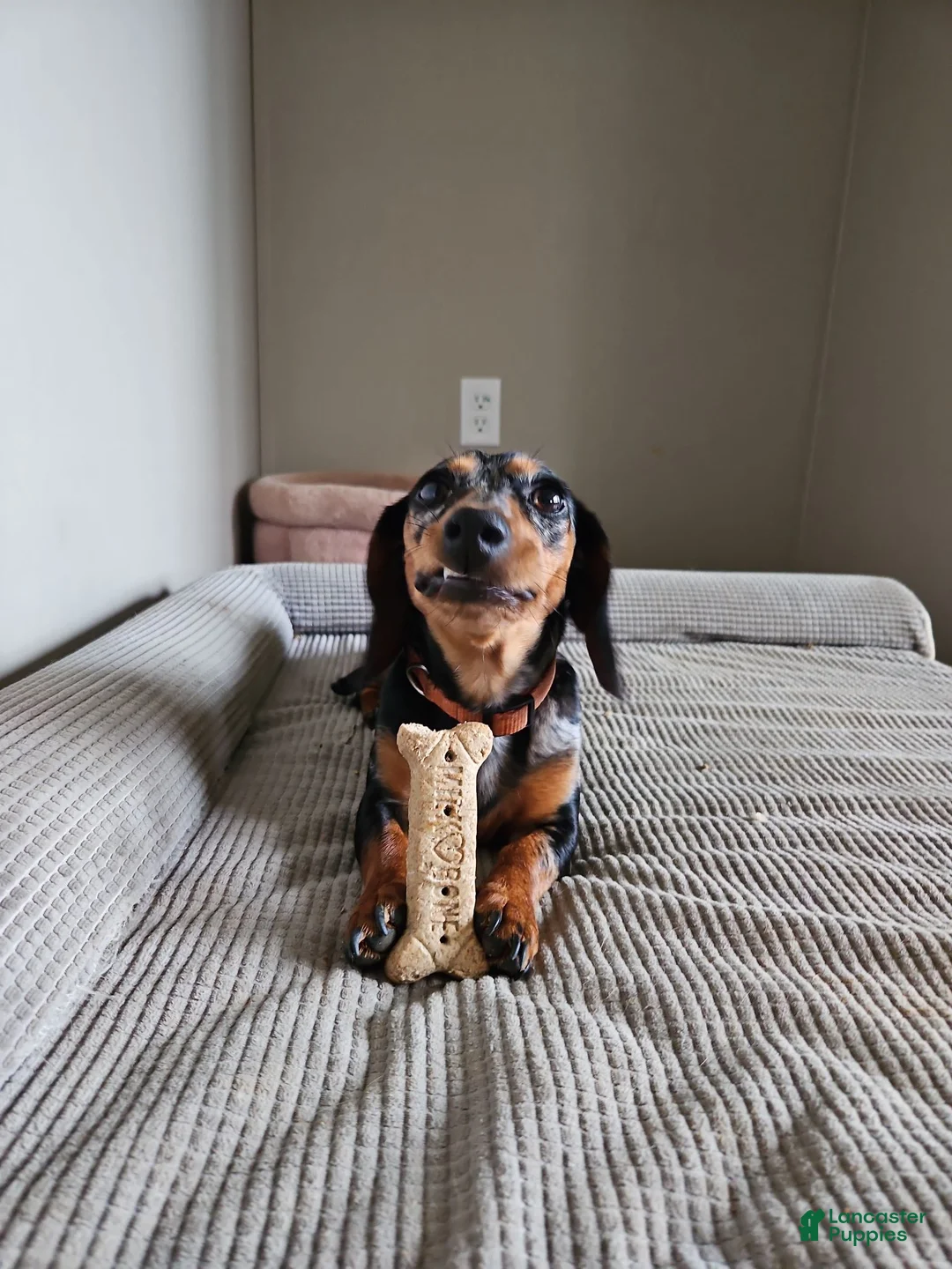 Miniature Dachshund dogs for sale: Miniature Dachshund 2 - Ad 2