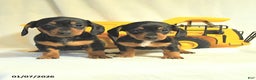 Miniature Dachshund dogs for sale: Destiny - Ad 5