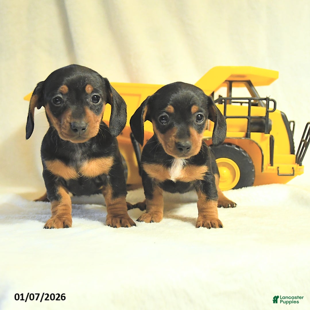 Miniature Dachshund dogs for sale: Destiny - Ad 5