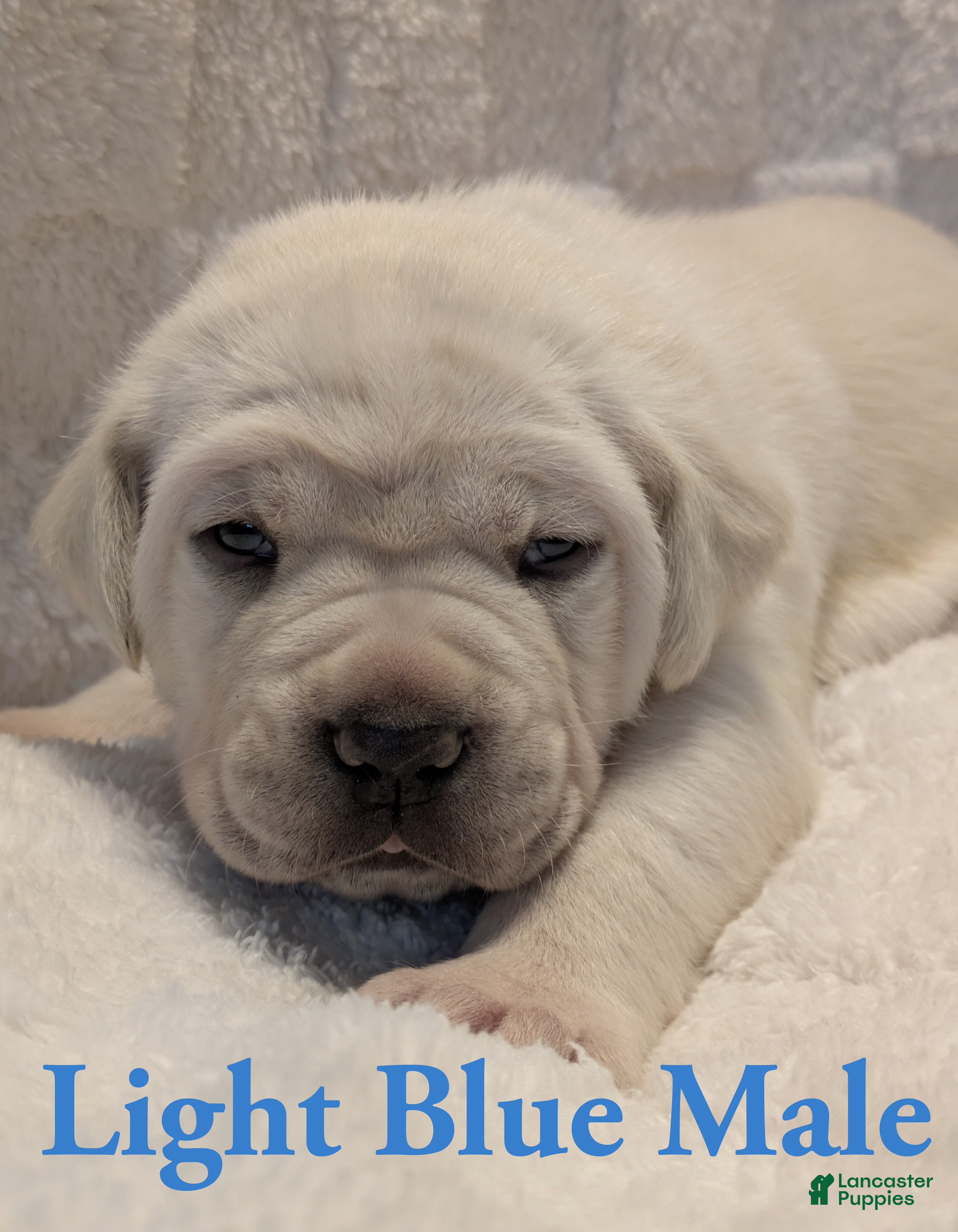 Cane Corso dogs Light Blue  - Ad 21