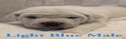 Cane Corso dogs for sale: Light Blue  - Ad 1