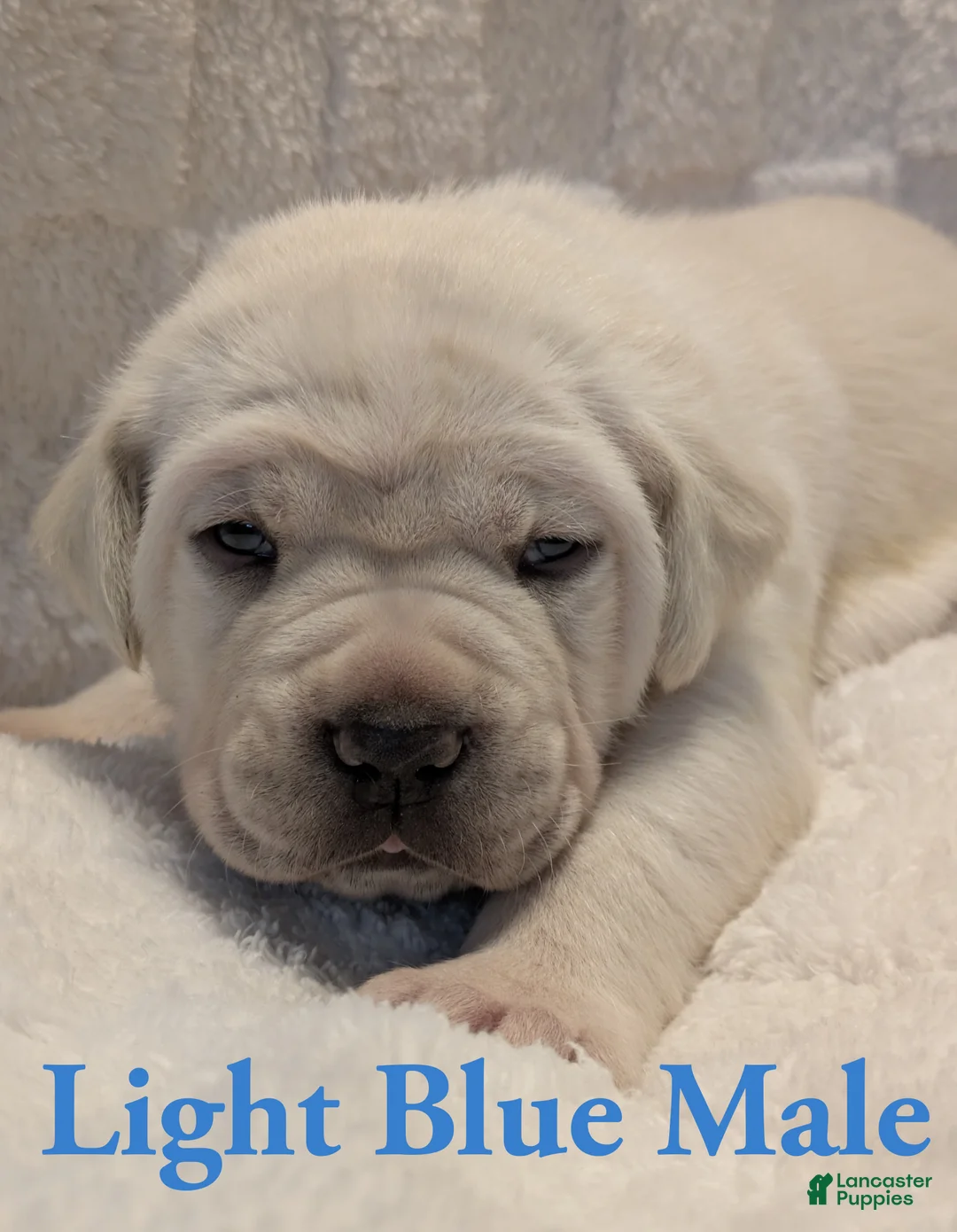 Cane Corso dogs for sale: Light Blue  - Ad 1