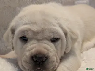 Cane Corso dogs Light Blue - Ad 21
