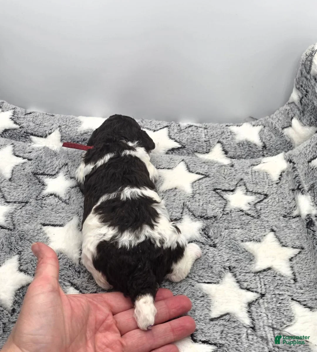 Miniature Poodle dogs for sale: Sundae - Ad 2