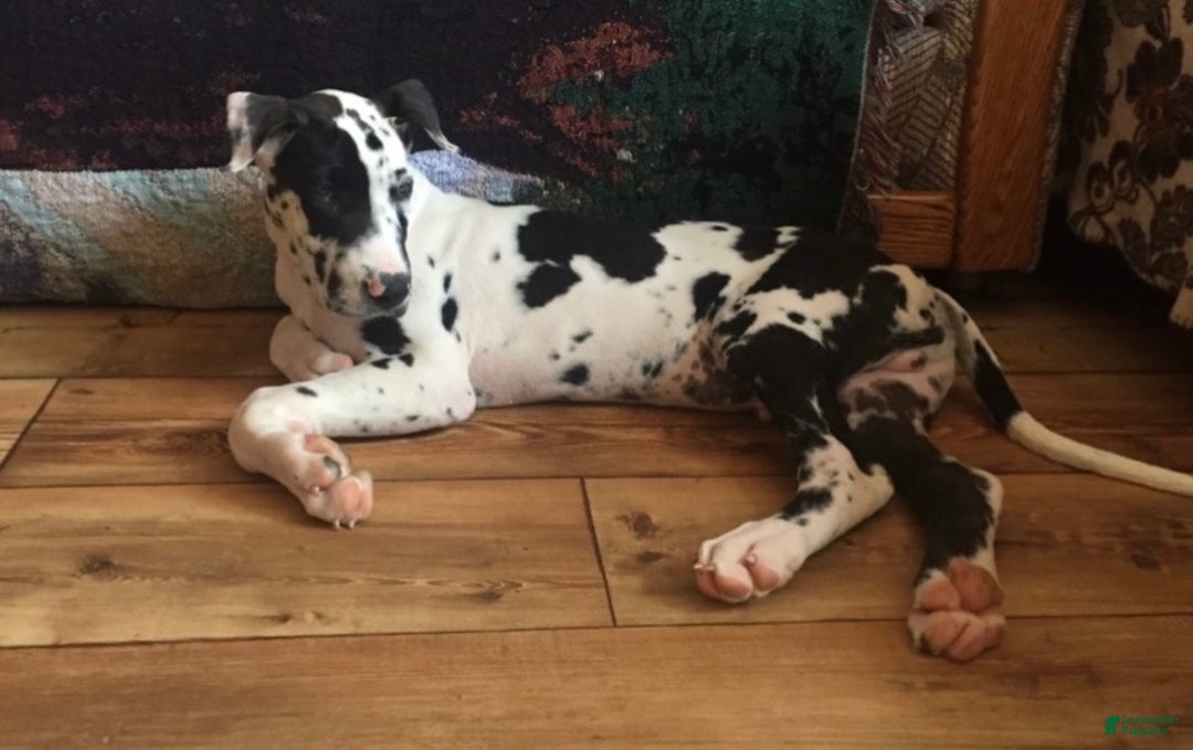 Great Dane dogs for sale: Willow - Ad 2