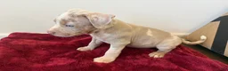 American Bully dogs for sale: American Bully 2 - Ad 2
