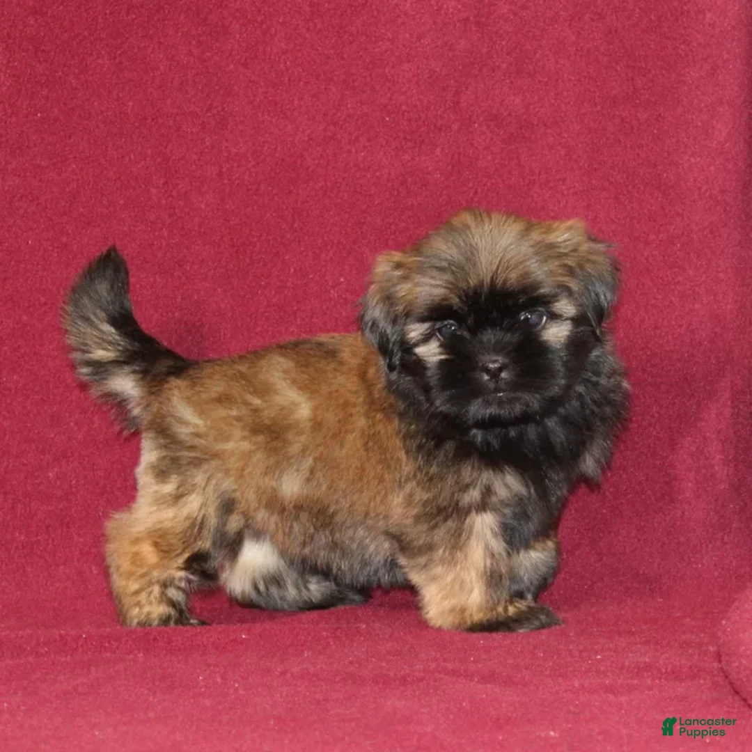 Shih Tzu dogs for sale: Brady AKC - Ad 2