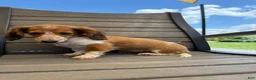 Miniature Dachshund dogs for sale: Dixie new pictures - Ad 7