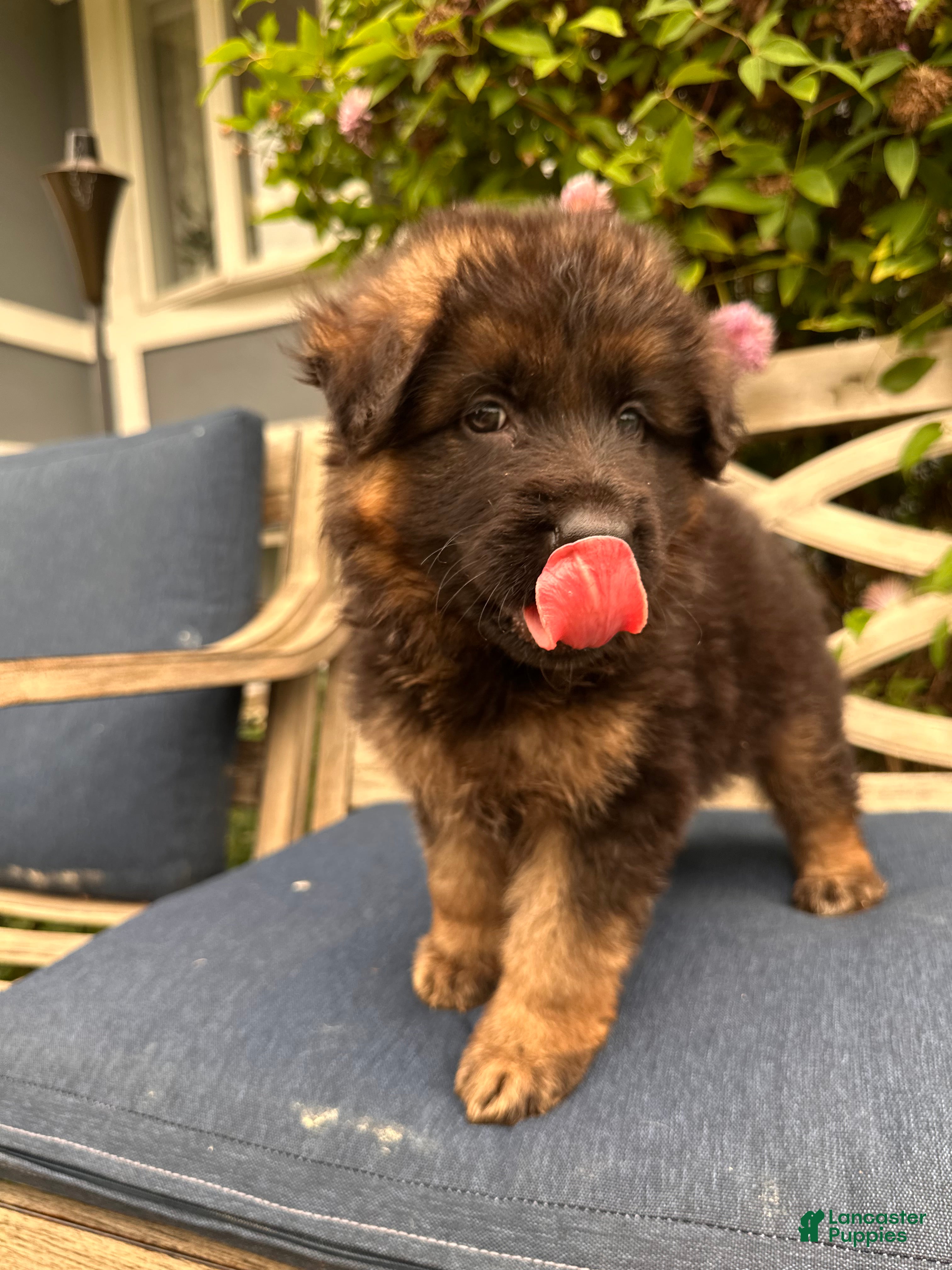 German Shepherd dogs Jasper - Ad 2