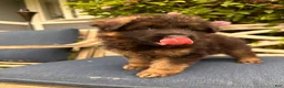 German Shepherd dogs for sale: Jasper - Ad 2