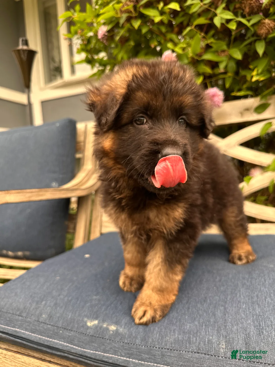 German Shepherd dogs for sale: Jasper - Ad 2