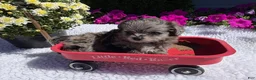 Pomapoo dogs for sale: Kaya - Ad 3