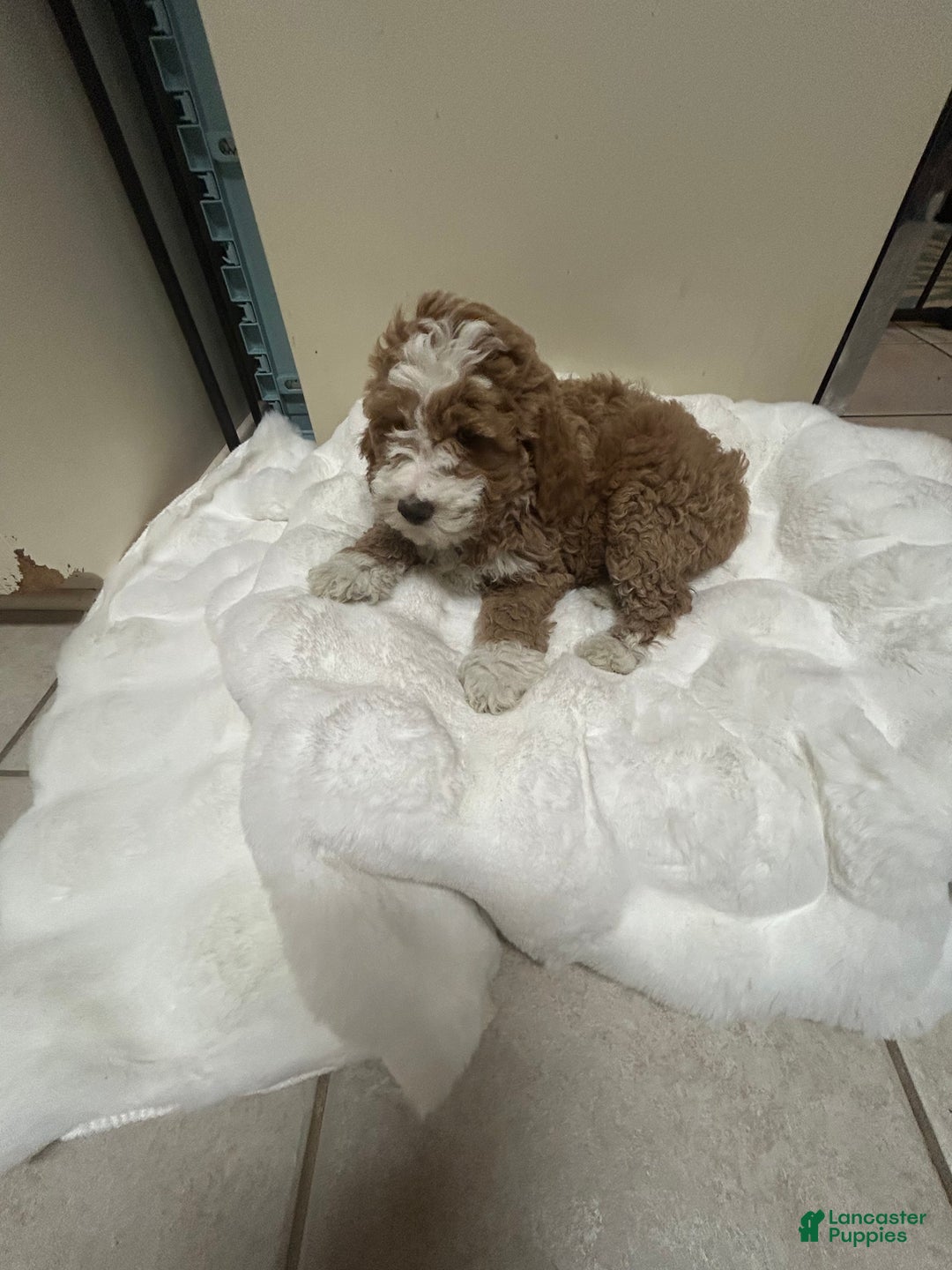 Mini Goldendoodle dogs for sale: Petite Tuxedo Mini Goldendoodle Miss Perfection - Ad 5