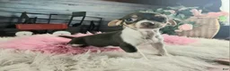 Chihuahua dogs for sale: Chocolate teacup Chihuahua girl. Hand delivery - Ad 2