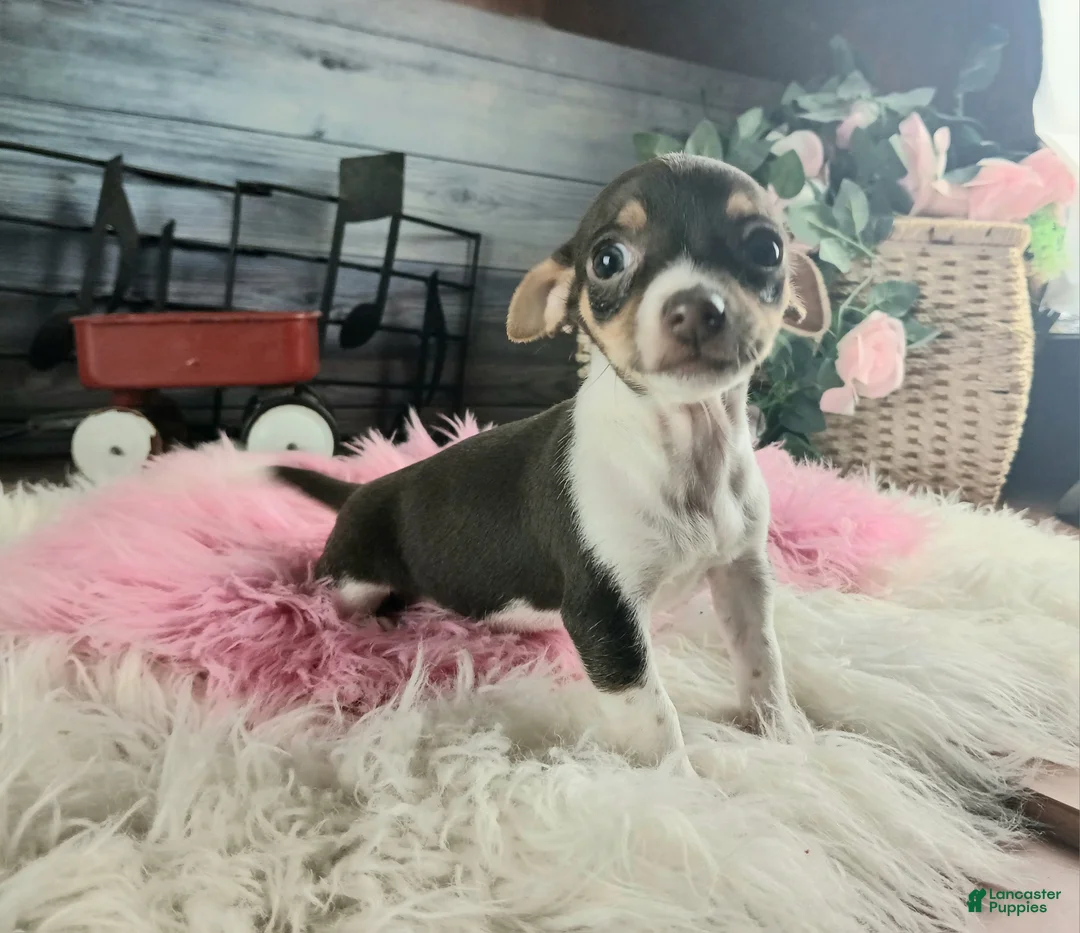 Chihuahua dogs for sale: Chocolate teacup Chihuahua girl. Hand delivery - Ad 2