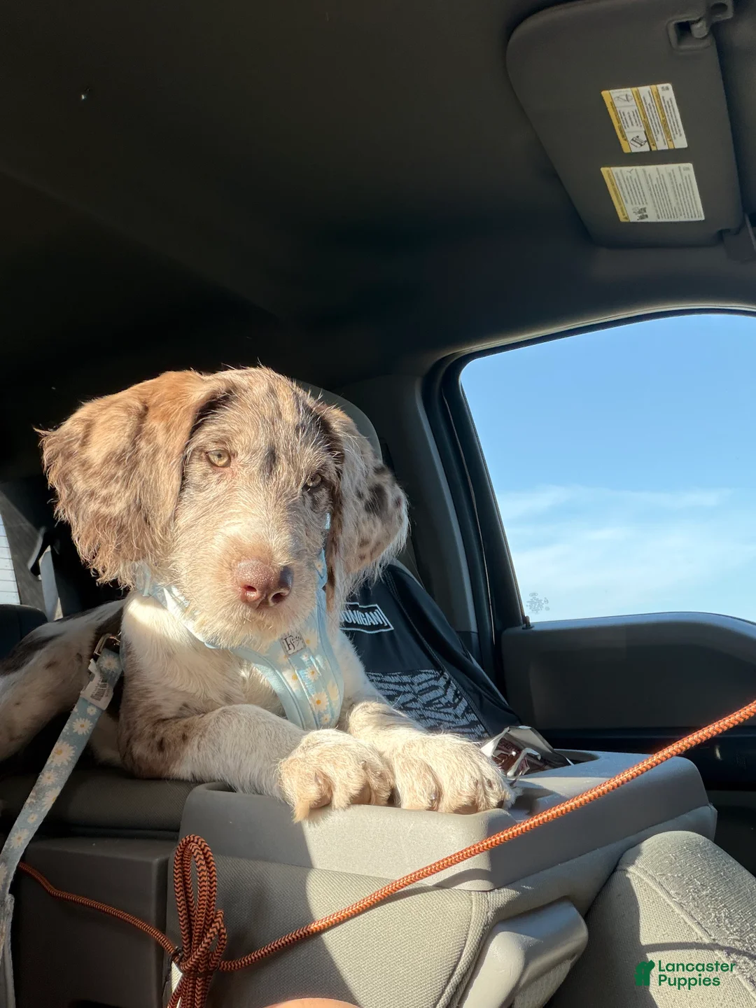 Mixed Breed dogs for sale: Khaleesi  - Ad 2