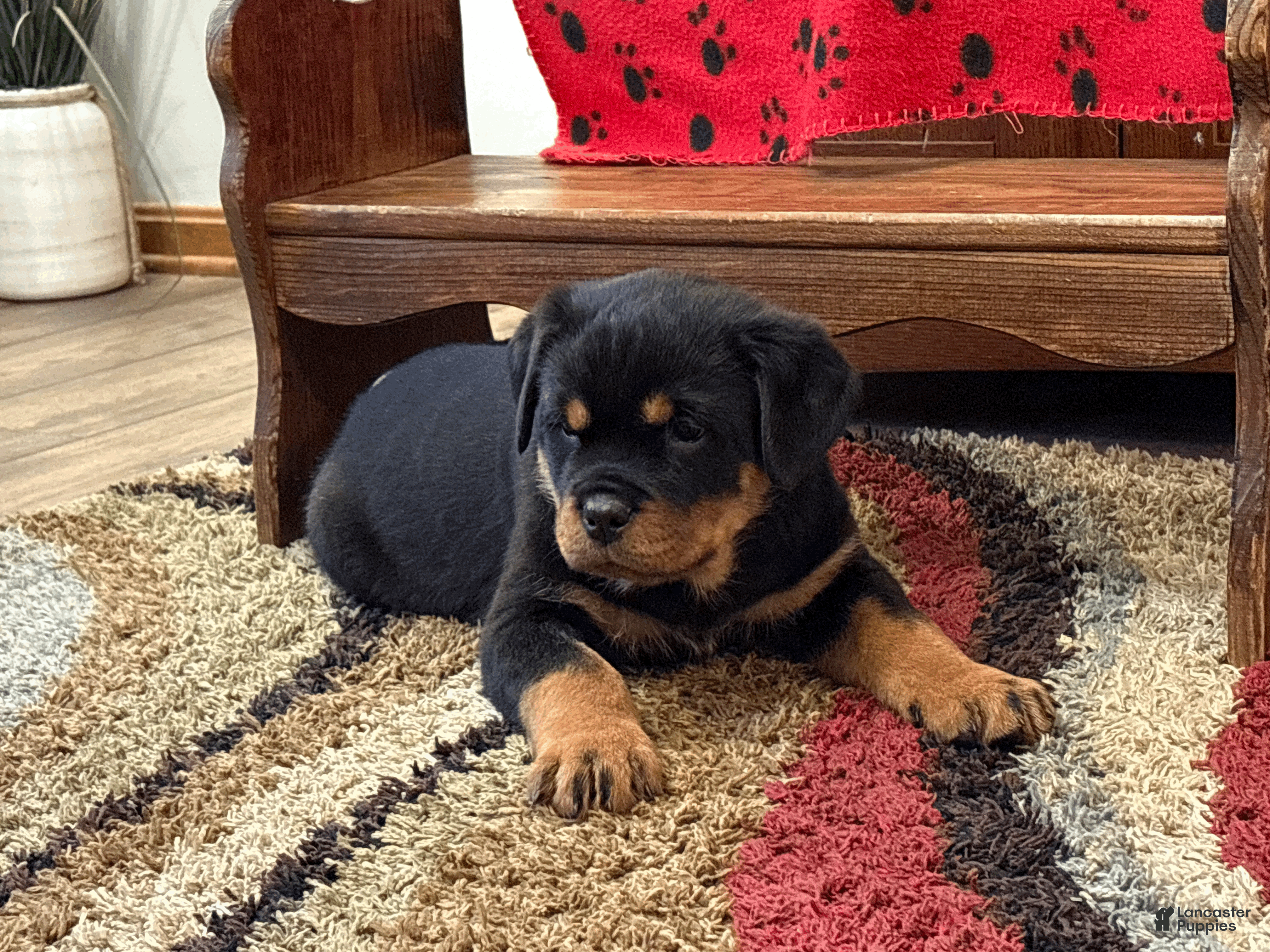 Rottweiler dogs Rex - Ad 34