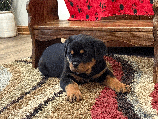 Rottweiler dogs Rex - Ad 34