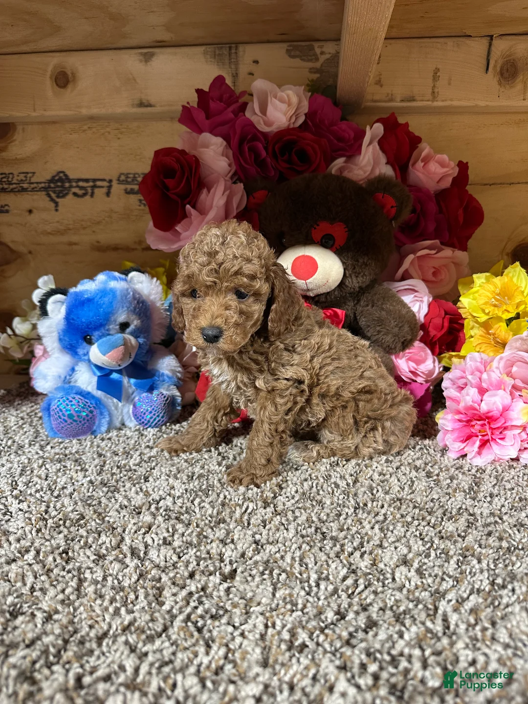 Toy Poodle dogs for sale: Toy Poodle Puppy 2 - Ad 4