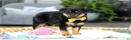 Rottweiler dogs for sale: Storm - Ad 8