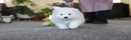 Samoyed dogs for sale: Joey - Ad 7