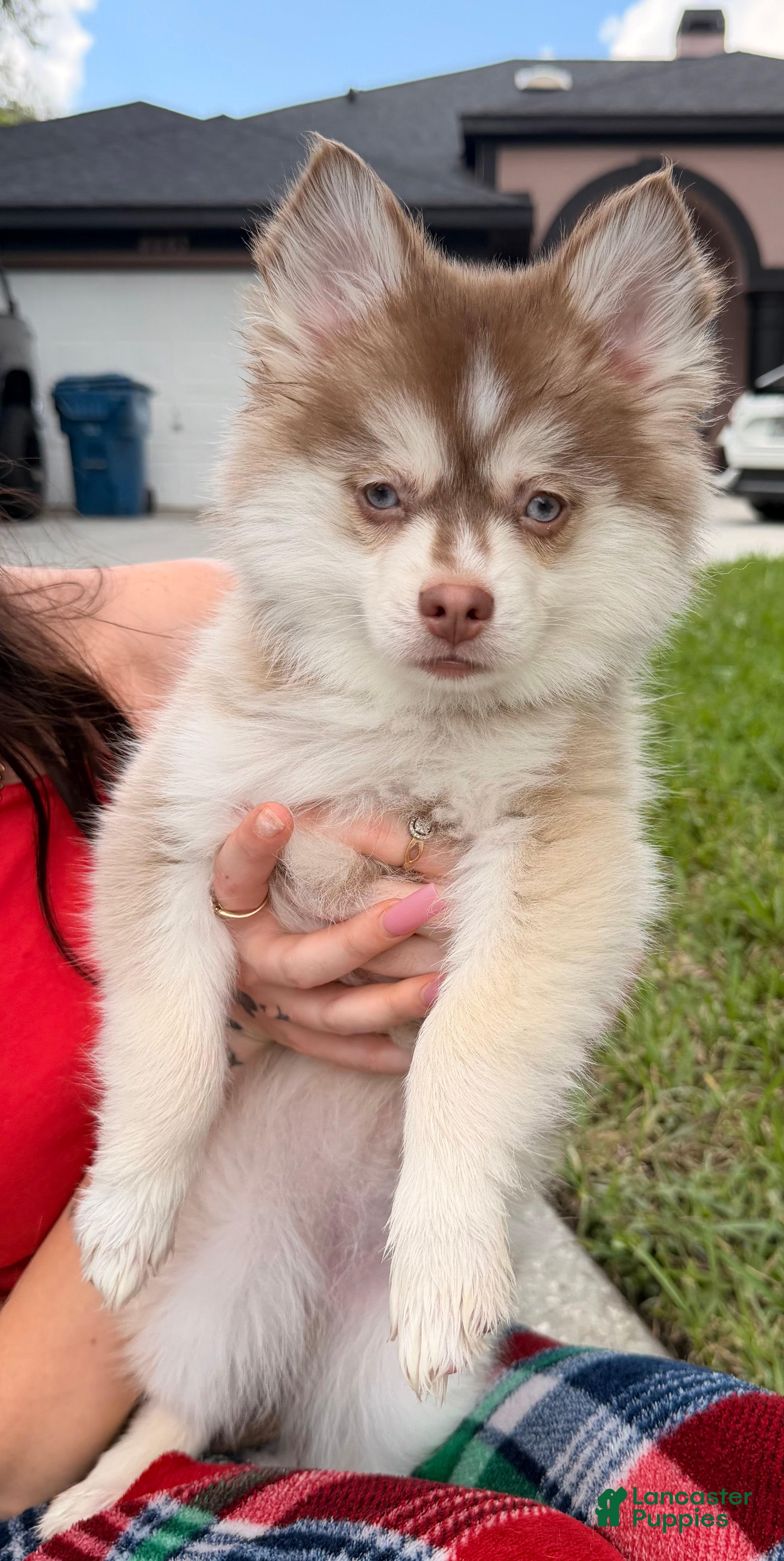 Pomsky dogs Liberty - Ad 24
