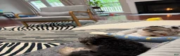 Morkie dogs for sale: Morkie Puppy 2 - Ad 7